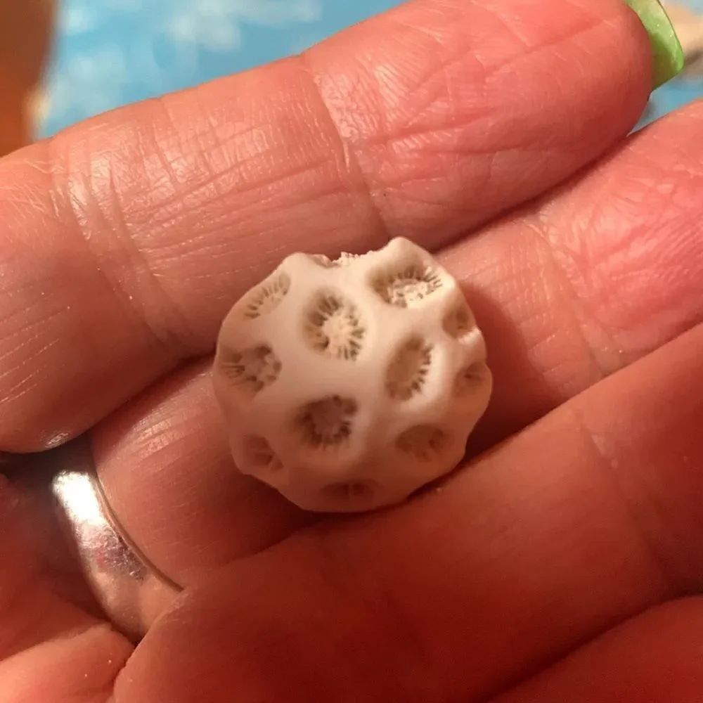 Bundle of Small Sea Shells From Bahamas - Picture 9 of 11